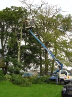 clearing off the limbs